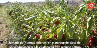 Rivas tiene huerta y ganadería en el Soto del Grillo
