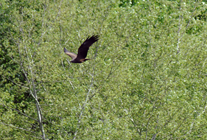 Cómo ayudar a las aves que habitan en Rivas