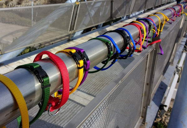 Un puente de 800 collares contra el abandono animal