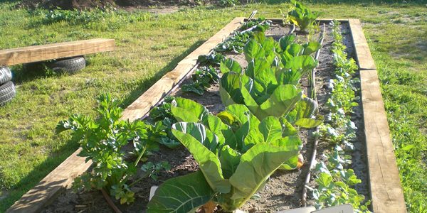 Las plantas auxiliares de un huerto ecológico