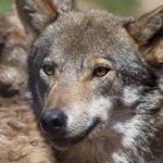 Charla: 'El lobo ibérico, una persecución global'