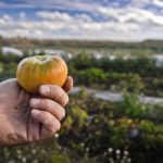 Conoce el proyecto del parque agroecológico