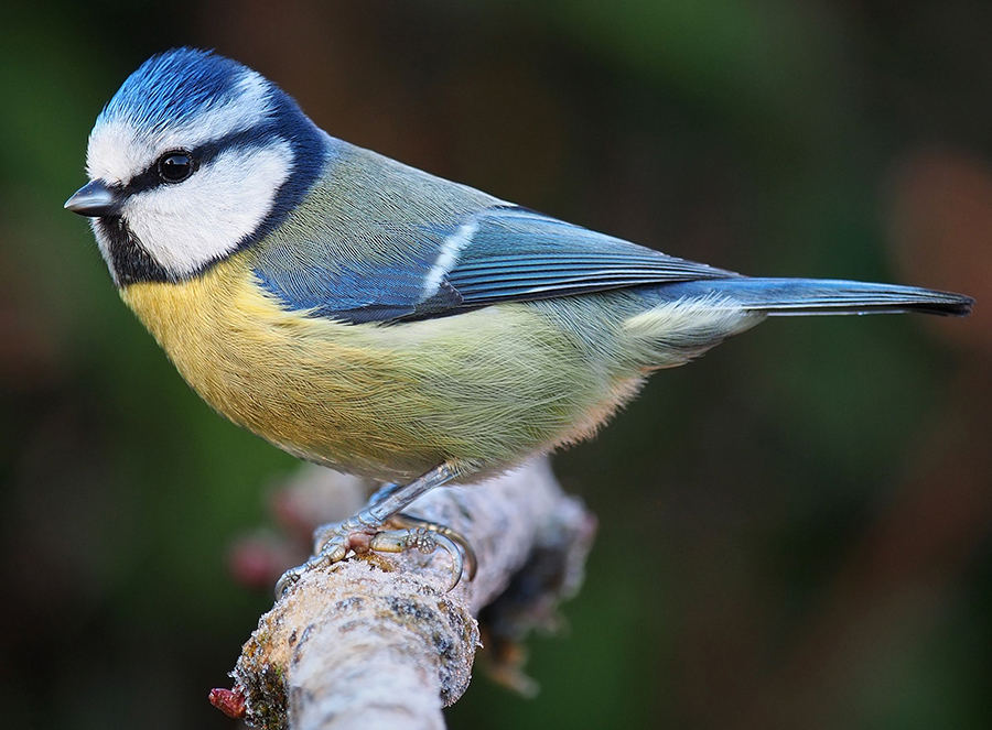 Ecología, aves de Rivas: paseo, comederos y taller