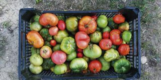 ¿Quieres aprender a cultivar en ecológico desde casa?
