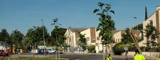 665 árboles nuevos crecerán este otoño en la ciudad