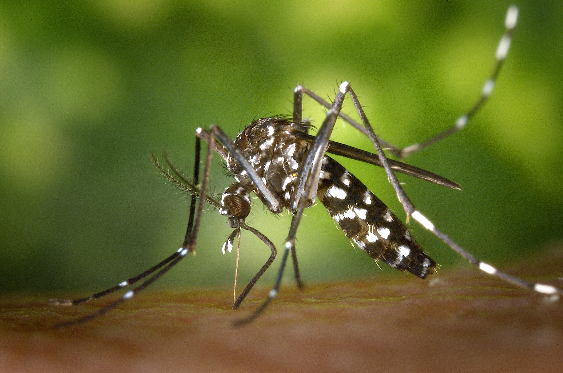 Consejos para prevenir la aparición del mosquito tigre