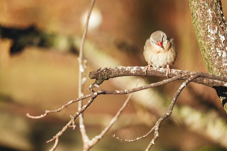 Jornada para cuidar las aves de Rivas