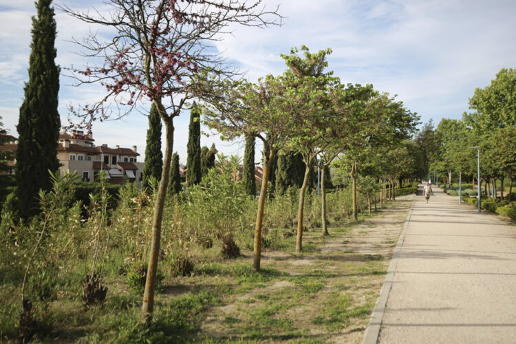 17.000 árboles plantados en los últimos cuatro años