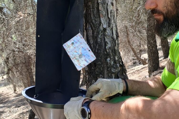 Trampas contra el escarabajo perforador en el parque forestal de Mazalmadrit