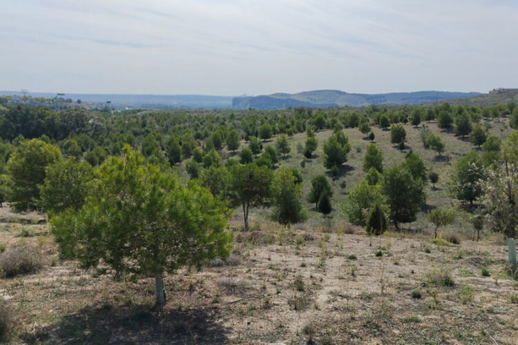 El bosque Scania cumple 10 años y crece con otros 6.400 árboles