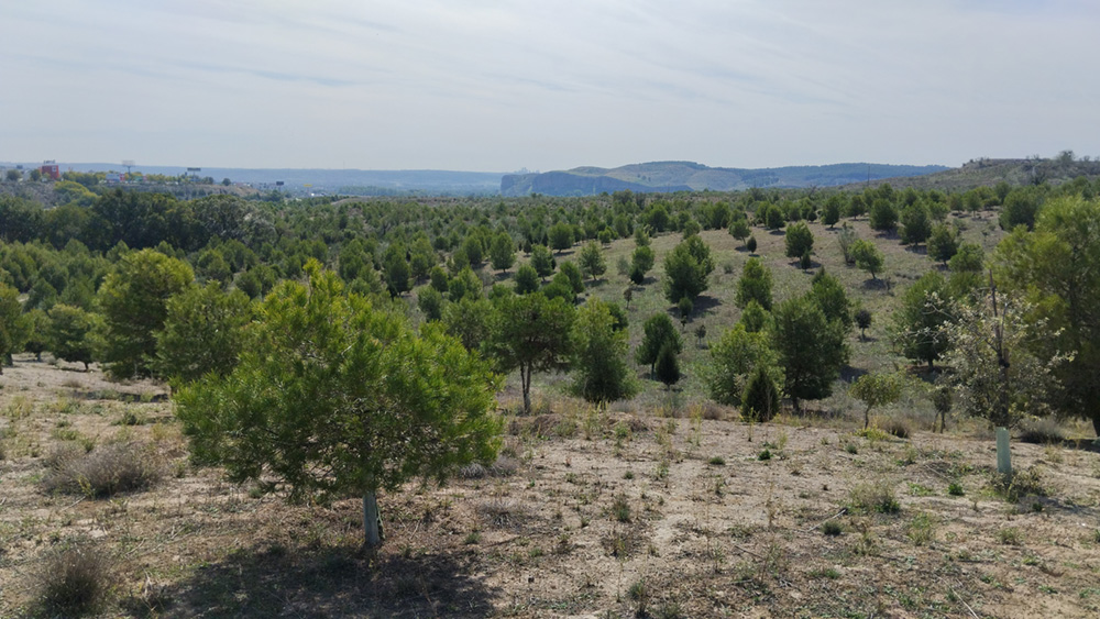 El bosque Scania cumple 10 años y crece con otros 6.400 árboles