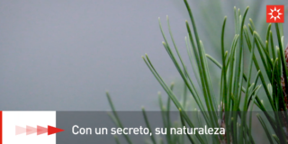 Con un secreto, su naturaleza