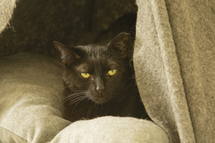 Bienestar animal: el 75% de los felinos callejeros ripenses están esterilizados