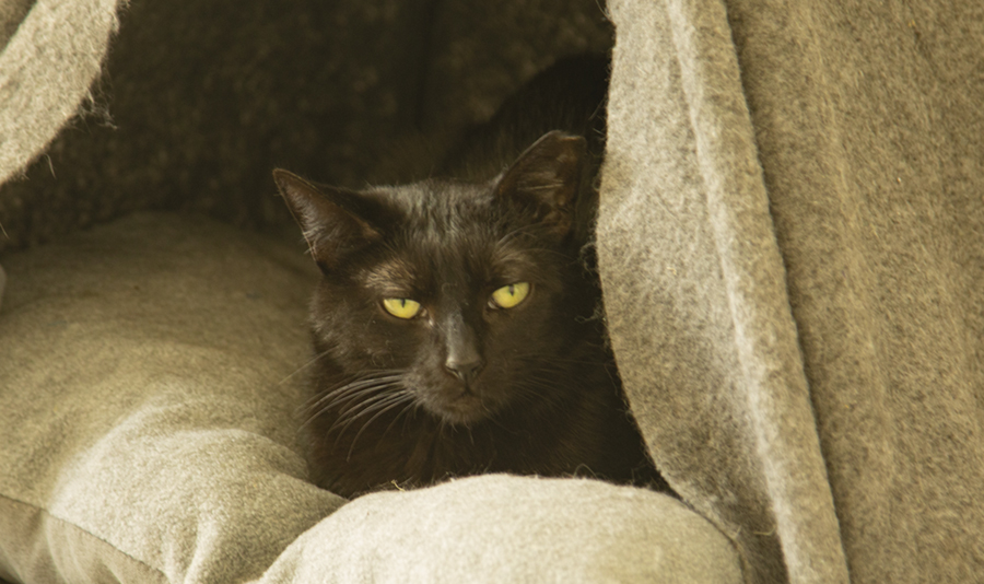 Bienestar animal: el 75% de los felinos callejeros ripenses están esterilizados
