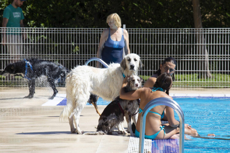 Chapuzón perruno 2024: el mejor baño, al final del verano