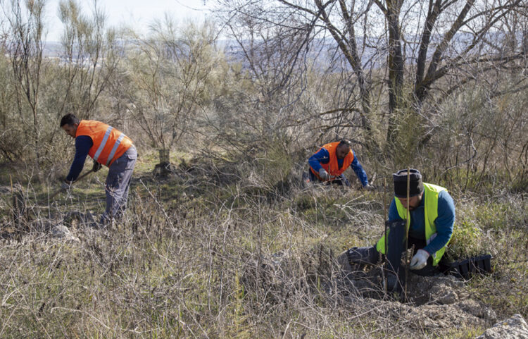 Restauración forestal de Mazalmadrit: comienzan las plantaciones