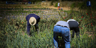 Voluntariado ambiental